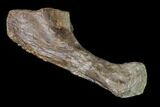 Fossil Amphibian (Eryops) Ulna Bone - Texas #143489-3